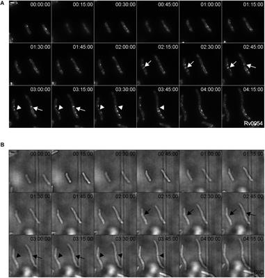 Rv0954 Is a Member of the Mycobacterial Cell Division Complex